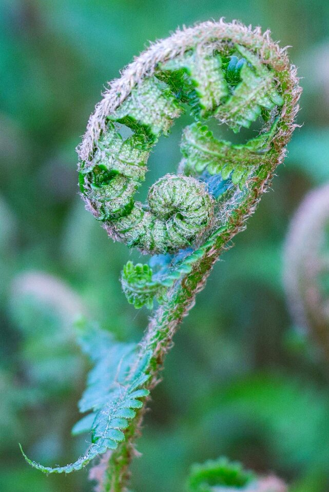 Fern athyrium filix-femina Free photos