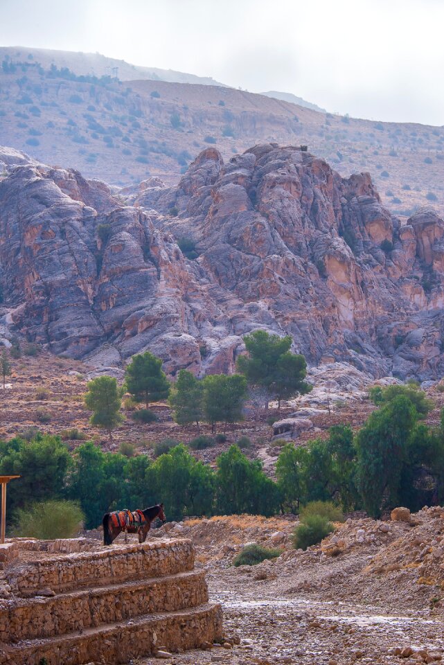 Horse landscapes nature
