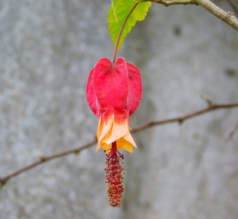 Nature flora plant