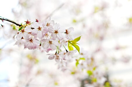 Blossom spring nature
