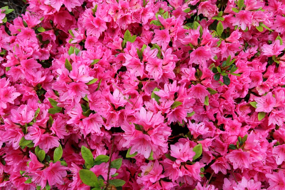 Pink flowers natural plant