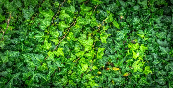 The leaves plants green leaves