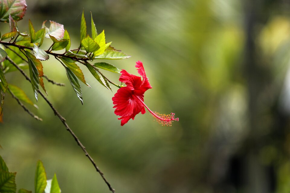 Flower garden nature