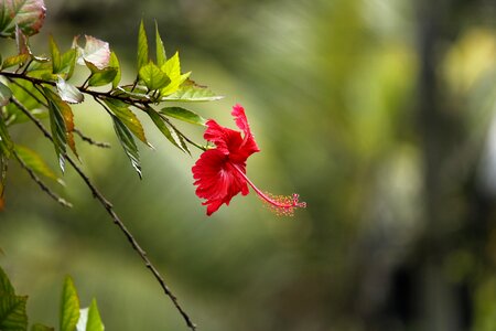 Flower garden nature photo