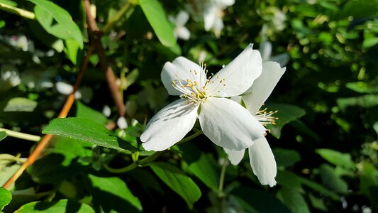 Jasmine blossoms jasminum summer jasmine photo