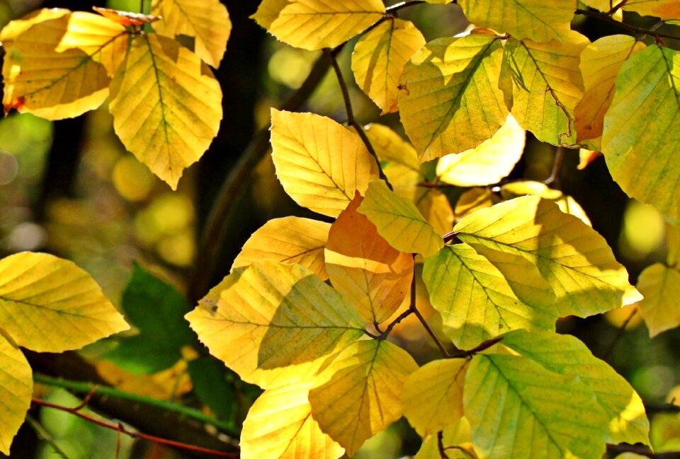 Beech leaves leaves october