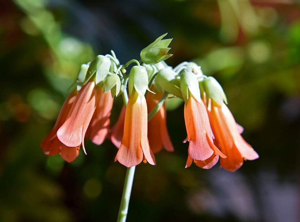 Flowers blossom bloom