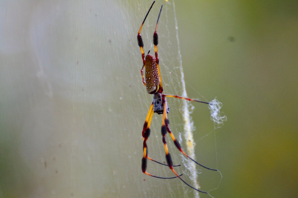 Nature spider web insect