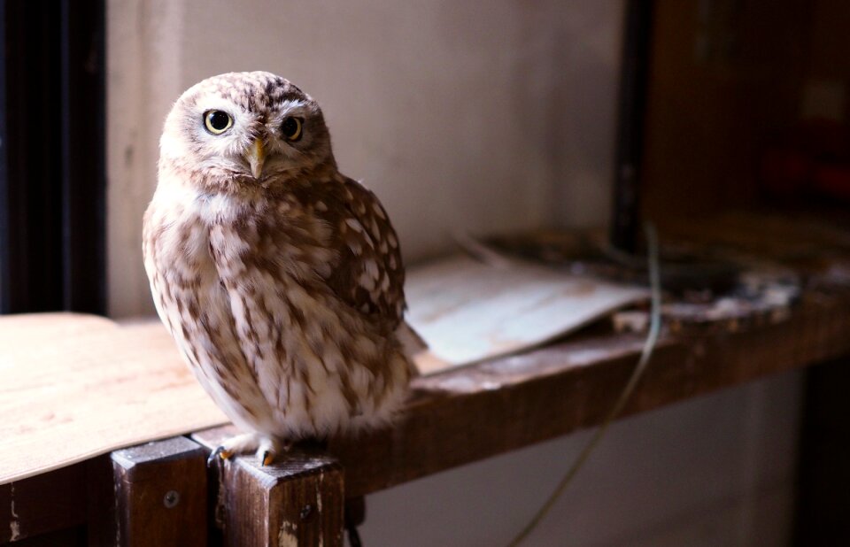 Bird birds of prey animal