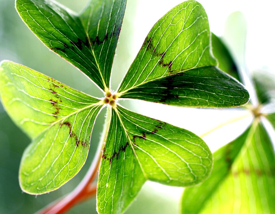 Shamrocks green four leaf clover photo