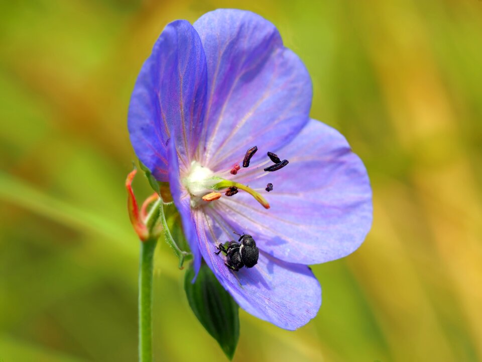 Zacladus exiguus blossom bloom