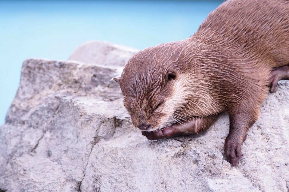 Cute cute animals one animal