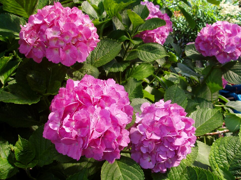 Japan flower natural flowers