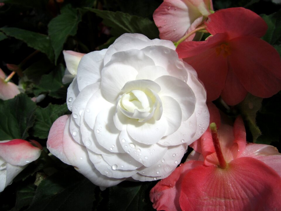 White dew white rose