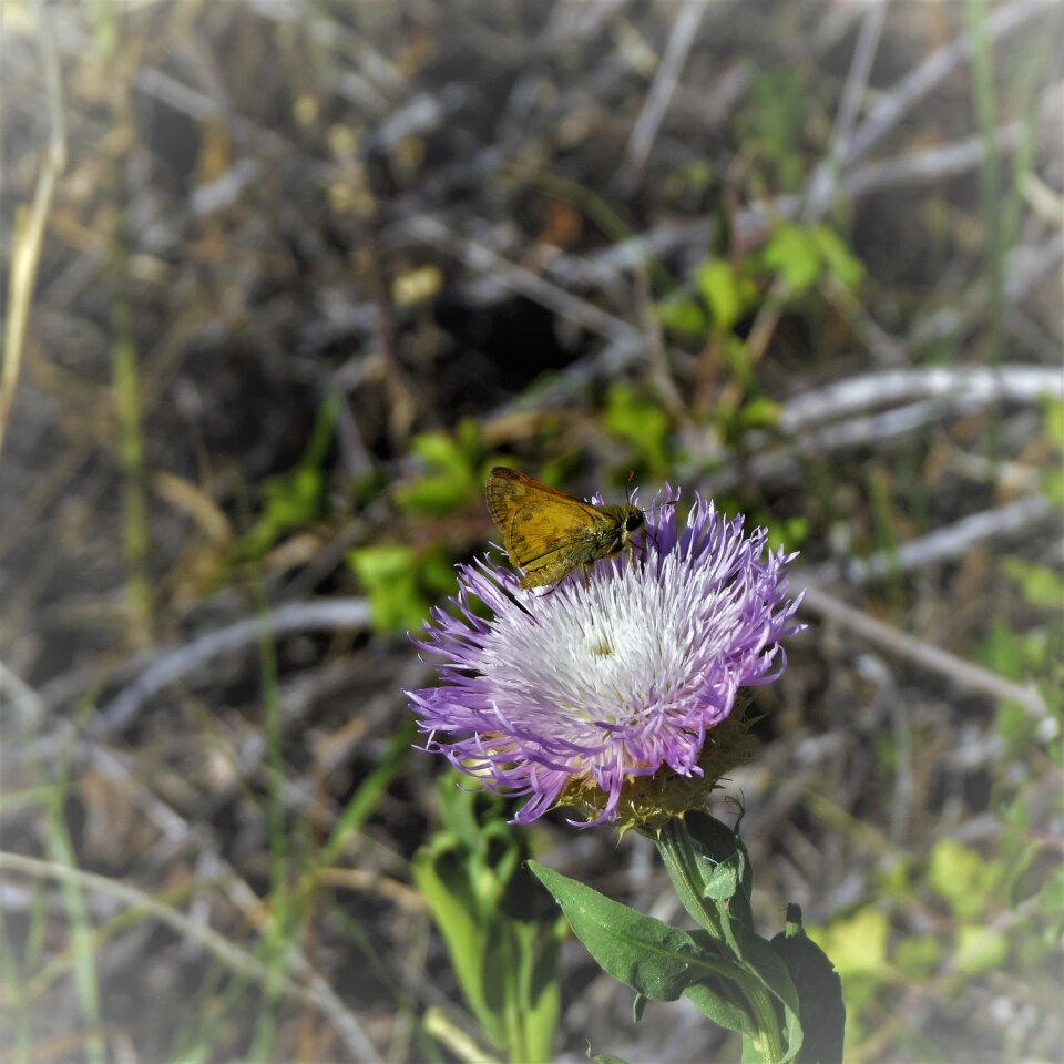 Hiking north texas gray butterfly