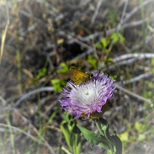 Hiking north texas gray butterfly photo