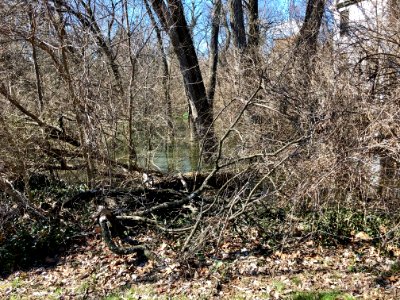 Overgrown Pond, East Price Hill, Cincinnati, OH 