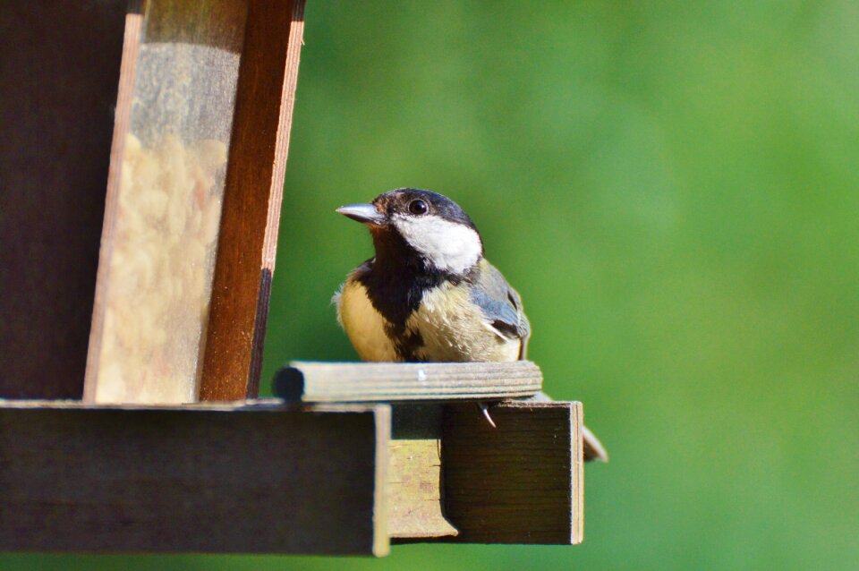Bird foraging garden
