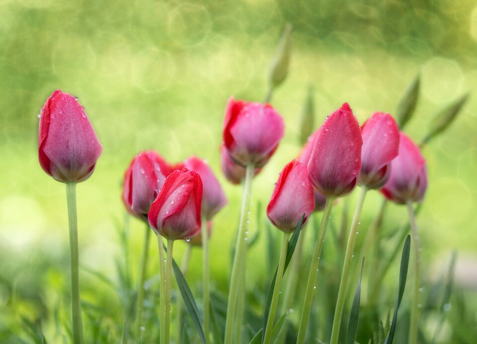 Nature flower plant