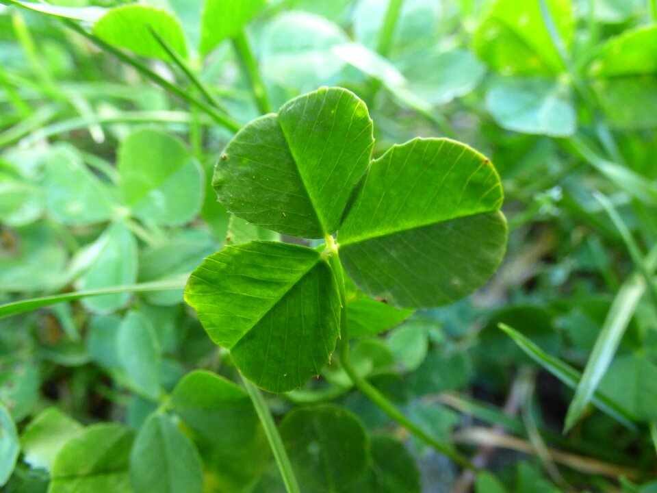 Nature plant garden