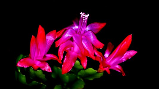 Winter flower room flowers macro