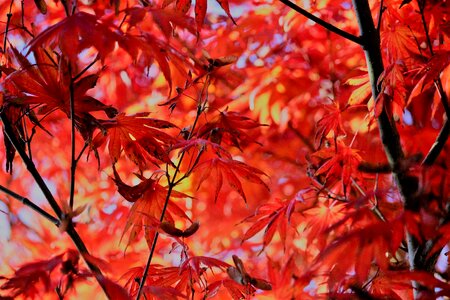 Leaves red foliage photo