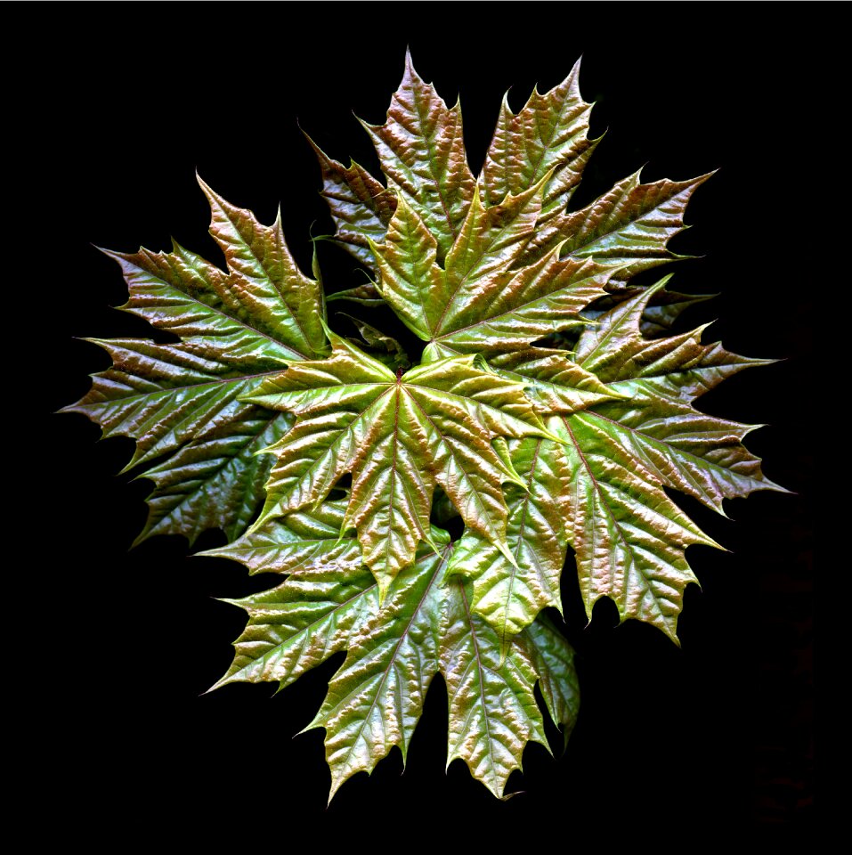 Maple leaf maple leaf