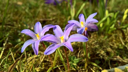 Flower meadow purple photo