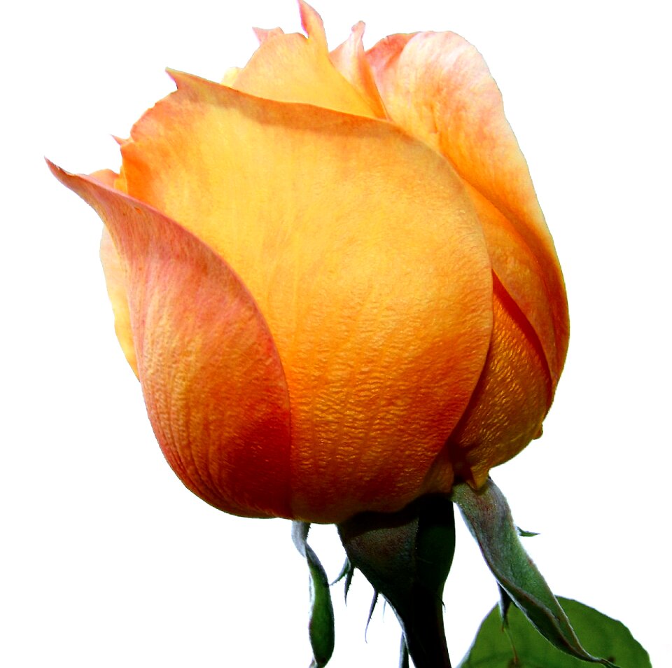 Yellow roses vicky flower