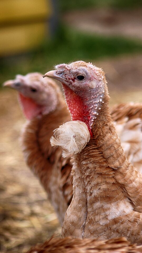 Birds farm animal animals