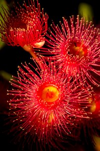 Australian red pink