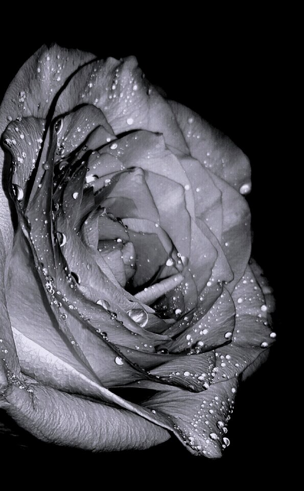 Rose beautiful heart