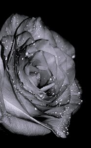 Rose beautiful heart