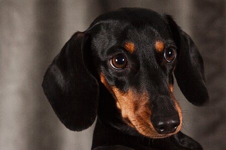 Dachshund animal view
