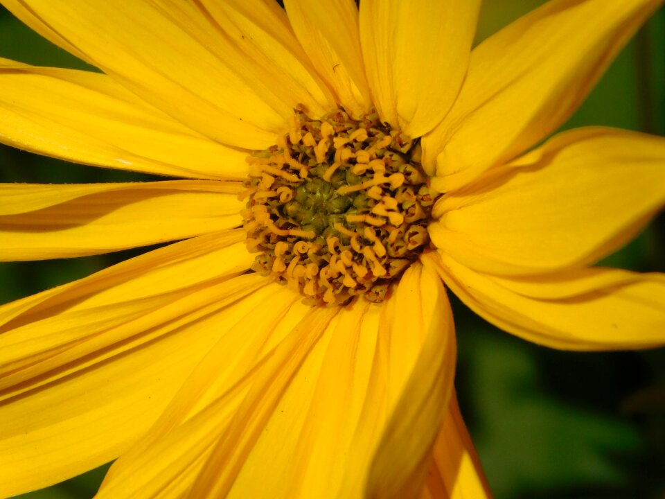 Bloom plant yellow