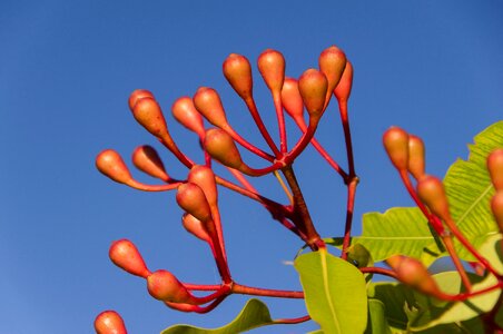 Australian pink tree