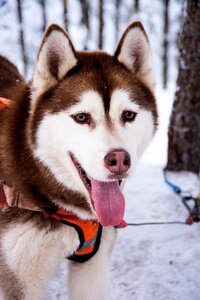 Snow dog winter forest snow