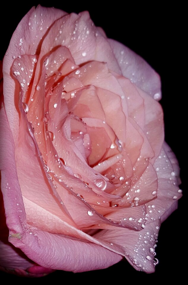 Rose beautiful sky