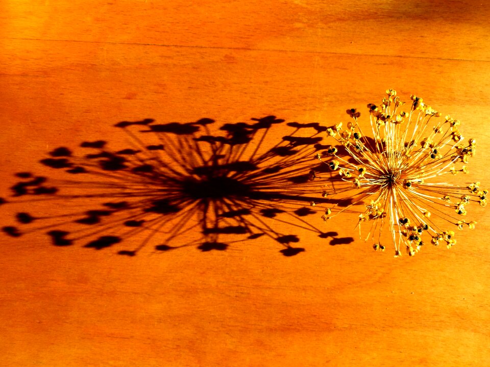 Plant nature light