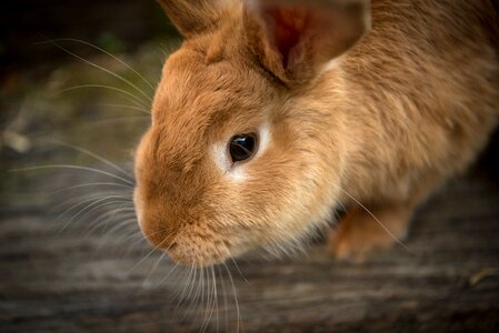 Cute pet rabbit photo