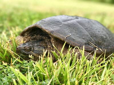 Turtle in grass turtle snapping turtle photo