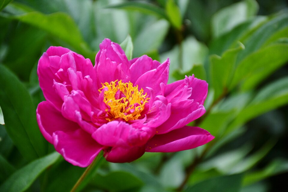 Flora spring blossom