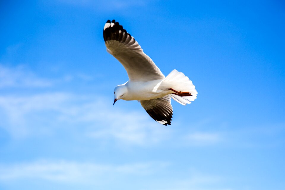 Feather flight fly