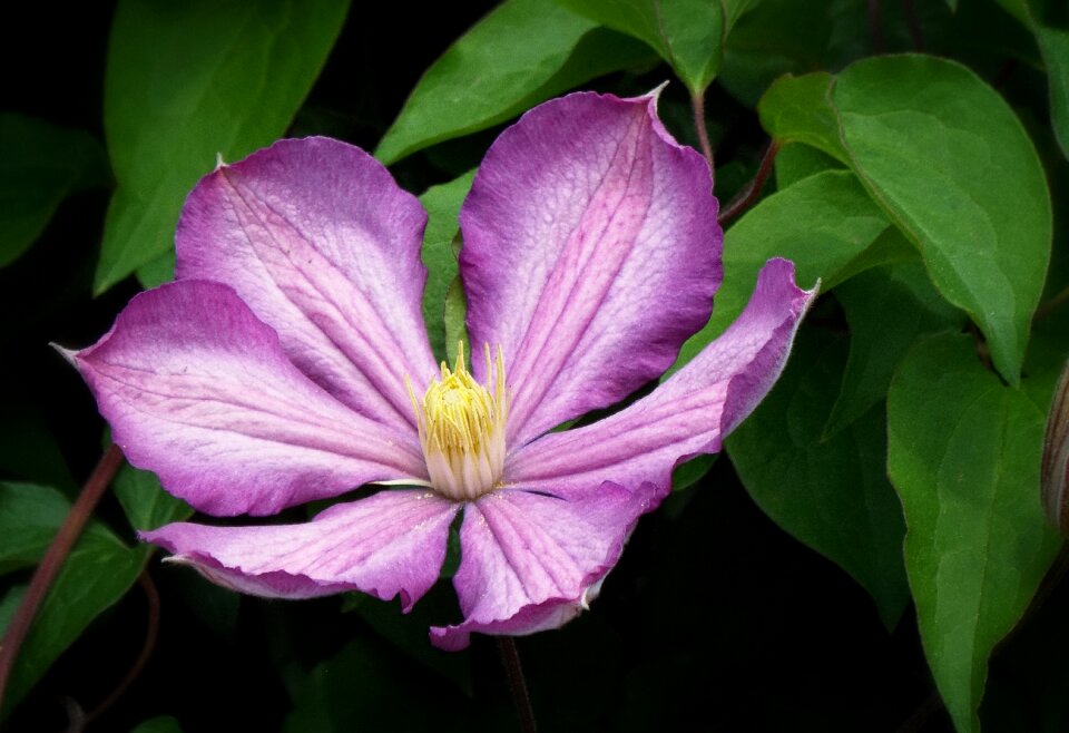 Garden spring flower