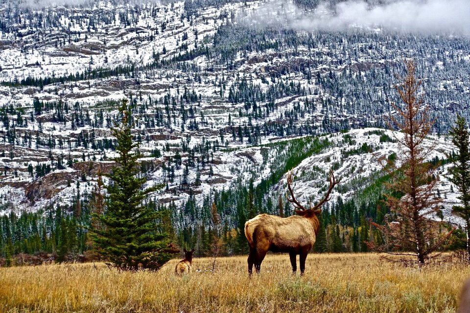 Rockies nature scenery
