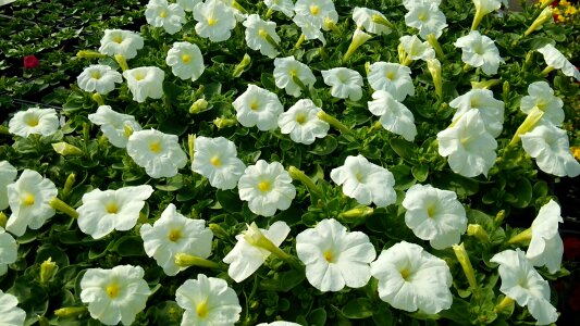 Natural plant flower bed