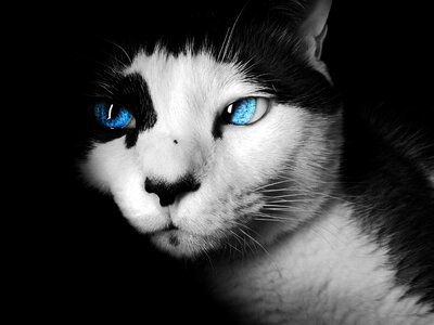 Blue eyes portrait feline photo