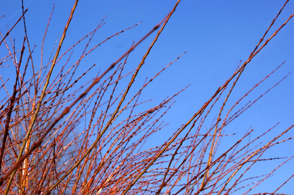 Nature branch blue sky
