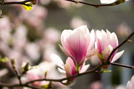 Pink flower pink magnolia branches photo