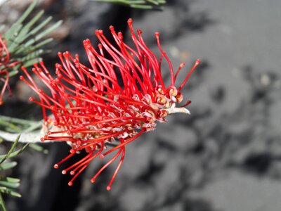 Red blossom spring